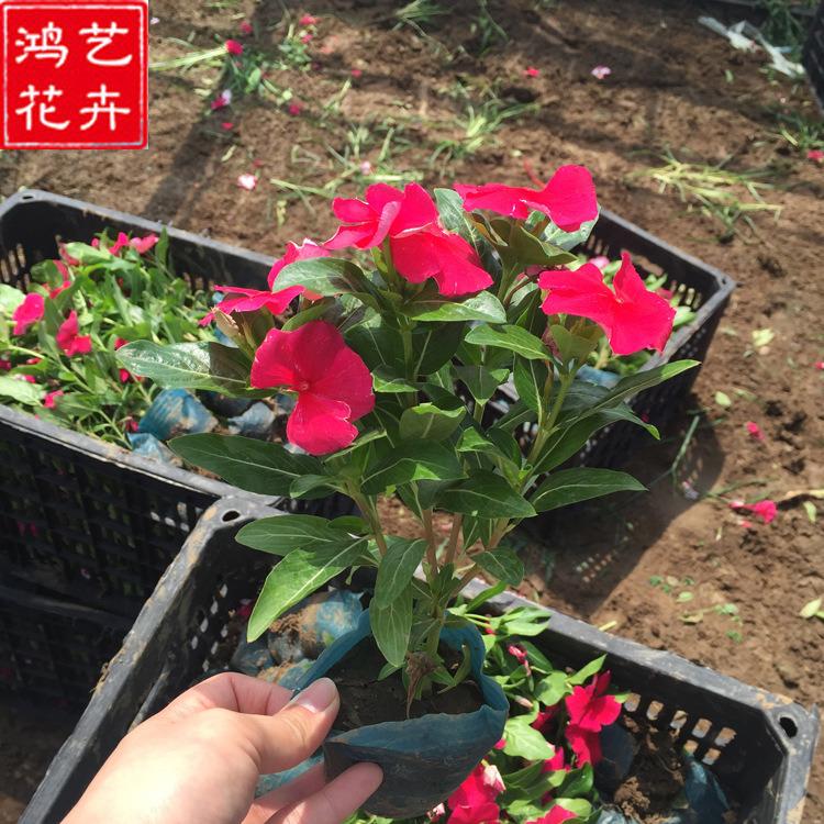 长春花小苗 天天开供应商 山东草花 苗圃批发