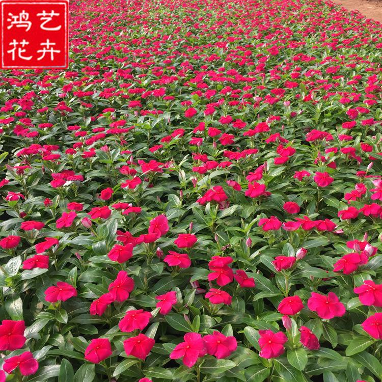天天开 天天开基地 宿根草花种植基地 好苗预定