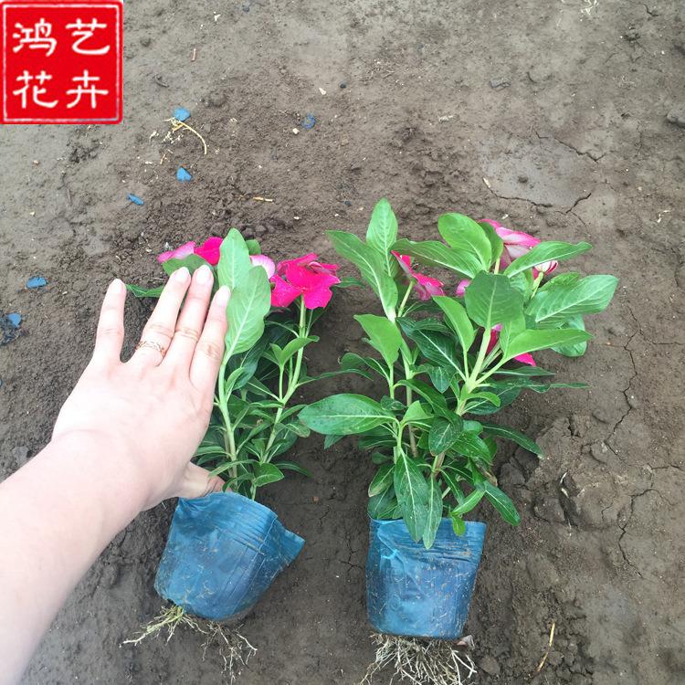 天天开杯苗 长春花批发商 草花批发商 苗圃批发