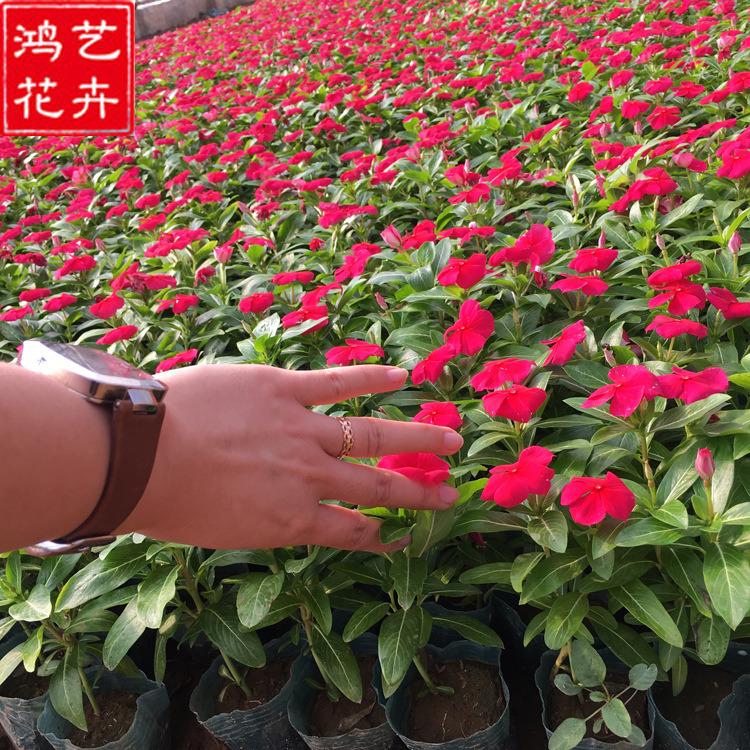 天天开杯苗 长春花批发 青州草花 苗圃批发