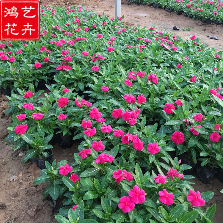 长春花种植基地 好苗预定 宿根草花种植基地 长春花小苗