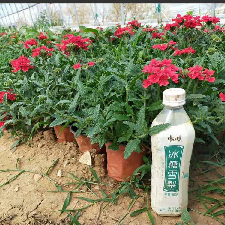 采购大量美女樱    美女樱现货   立腾花卉  价格实惠 欢迎致电