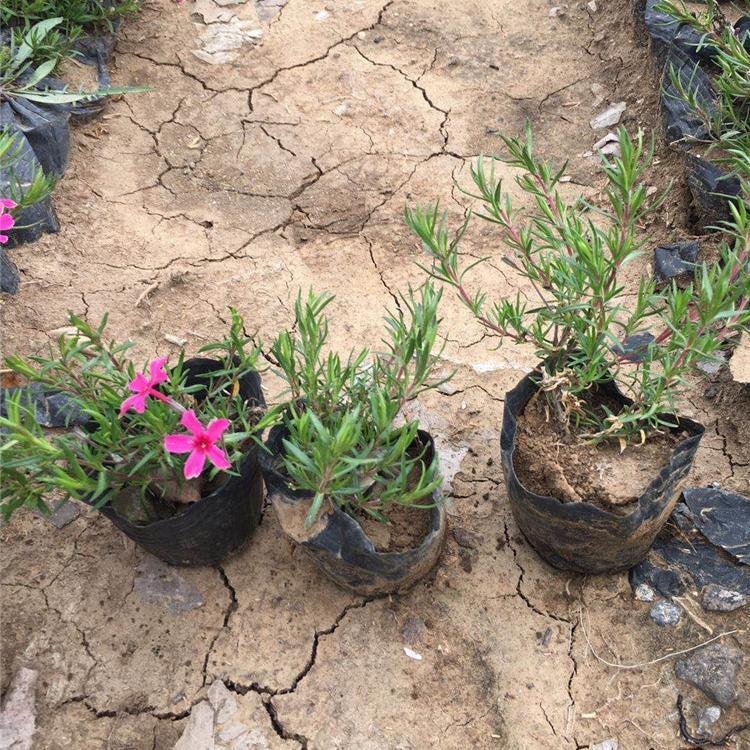 青州丛生福禄考基地   宸涵花卉 丛生福禄考大量现货供应