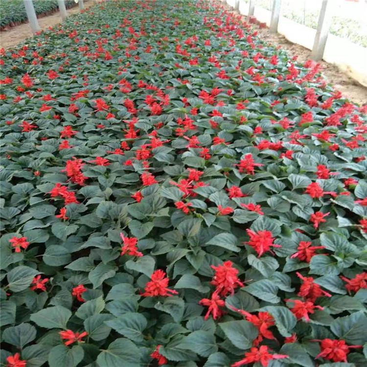 一串红 青州草花 时令草花 草花 宿根草花