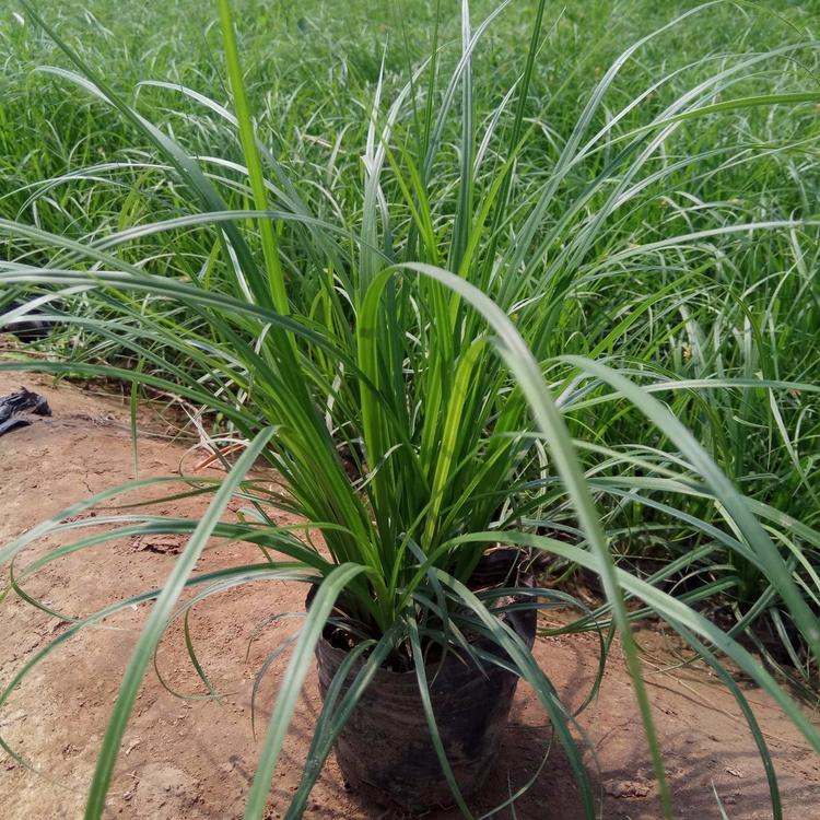 青绿苔草 青绿苔草价格 基地直供青绿苔草