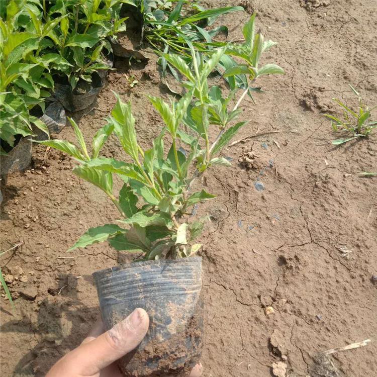 青州红王子锦带种植基地_海润_红王子锦带批发