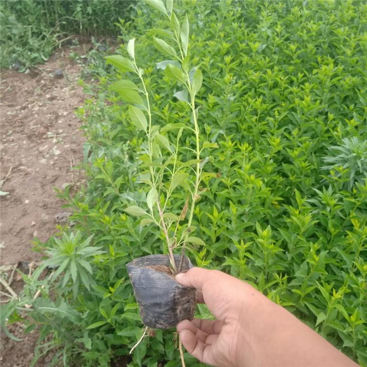连翘批发 连翘价格 基地直销连翘小苗木