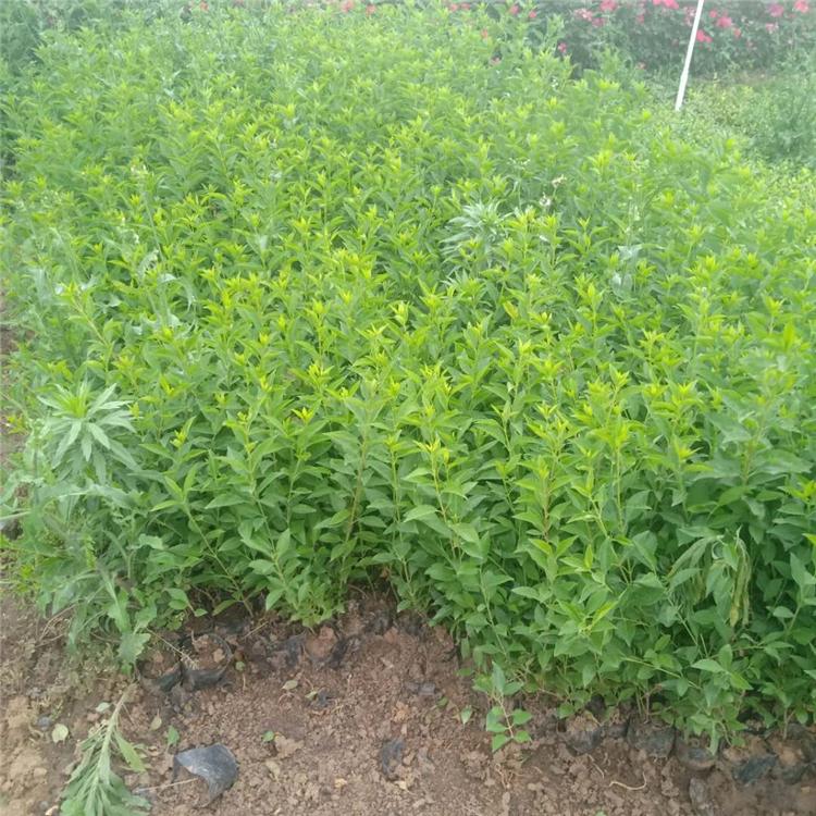 连翘_早春开花 连翘绿化苗 连翘种植基地 连翘批发商