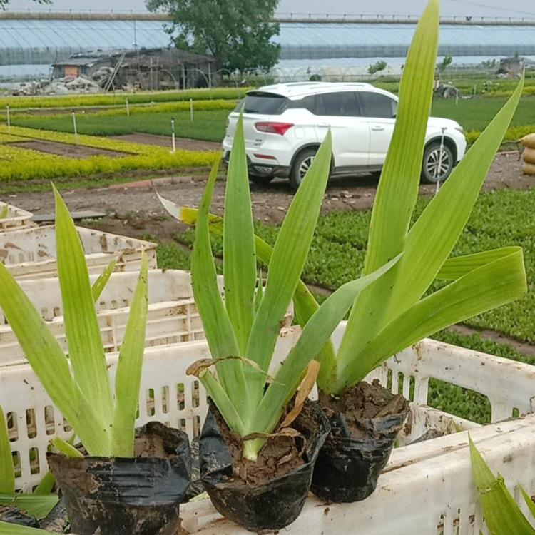 基地出售鸢尾绿化苗 鸢尾种植基地 鸢尾报价