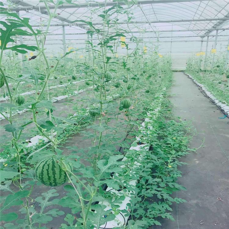 欢迎咨询 下挖槽式果菜种植系统项目  常年承建无土栽培项目  服务至上