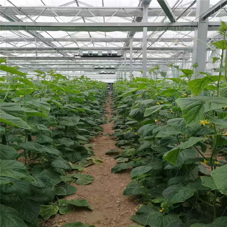 口碑商家提供 下挖槽式果菜种植系统项目 全国承接建造 无土栽培项目建设