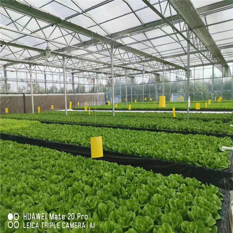 全国承建 以色列潮汐叶菜系统项目  欢迎咨询 方立农业优惠