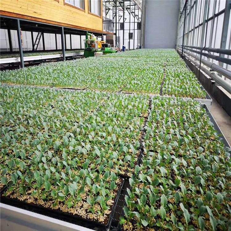 量大批发营养基质 植物专用水培营养基质 诚信商家欢迎咨询