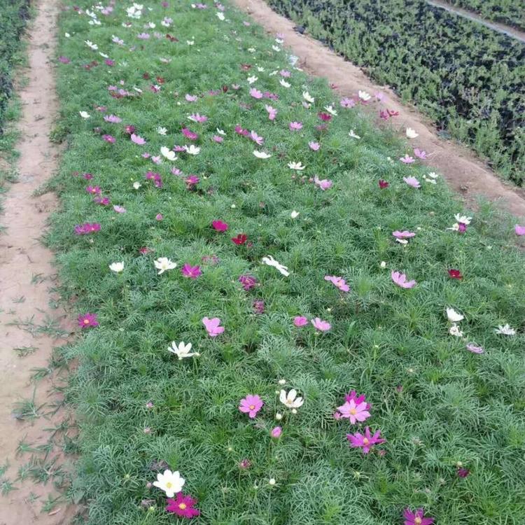 波斯菊  波斯菊价格批发 基地大量