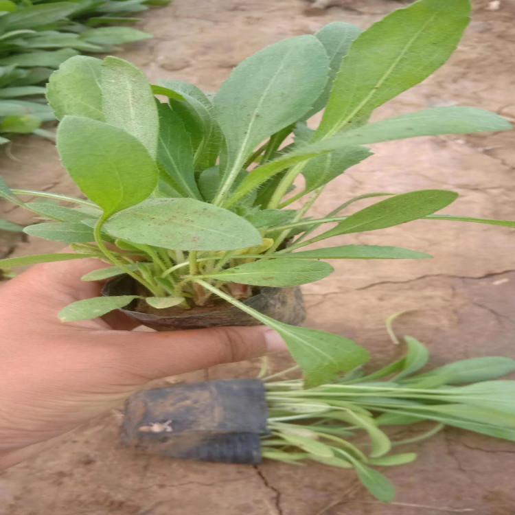 天人菊 天人菊价格 大量批发报价