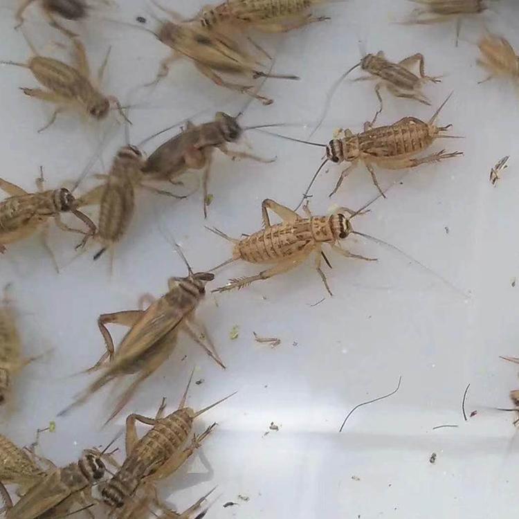 蟋蟀养殖大量供应活体蟋蟀