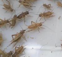 蟋蟀养殖大量供应活体蟋蟀