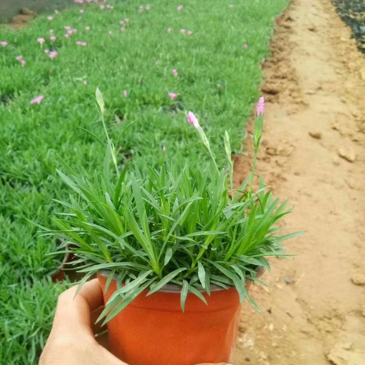 欧石竹 欧石竹批发 小苗报价价格