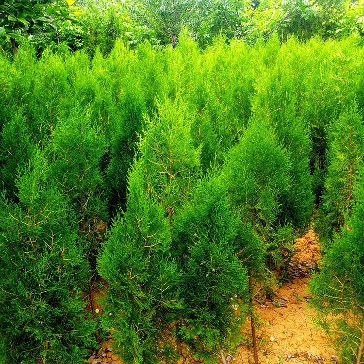 侧柏价格  一手货源 厂家直供 荣林侧柏苗木