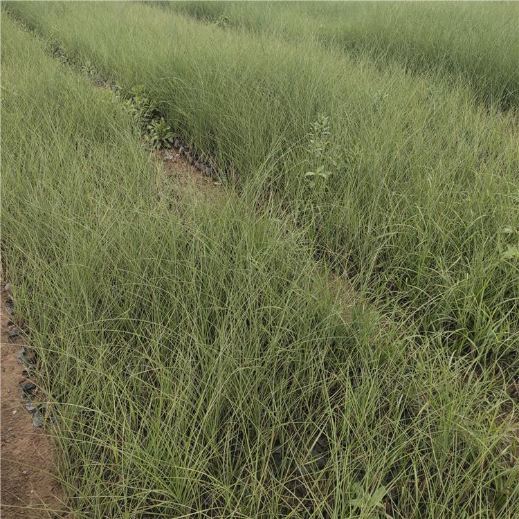 批发细叶芒价格 细叶芒基地   观赏草细叶芒