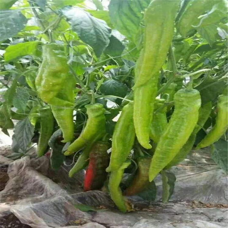 坐果高的尖椒种苗 山东育苗基地 辣椒种苗批发零售商