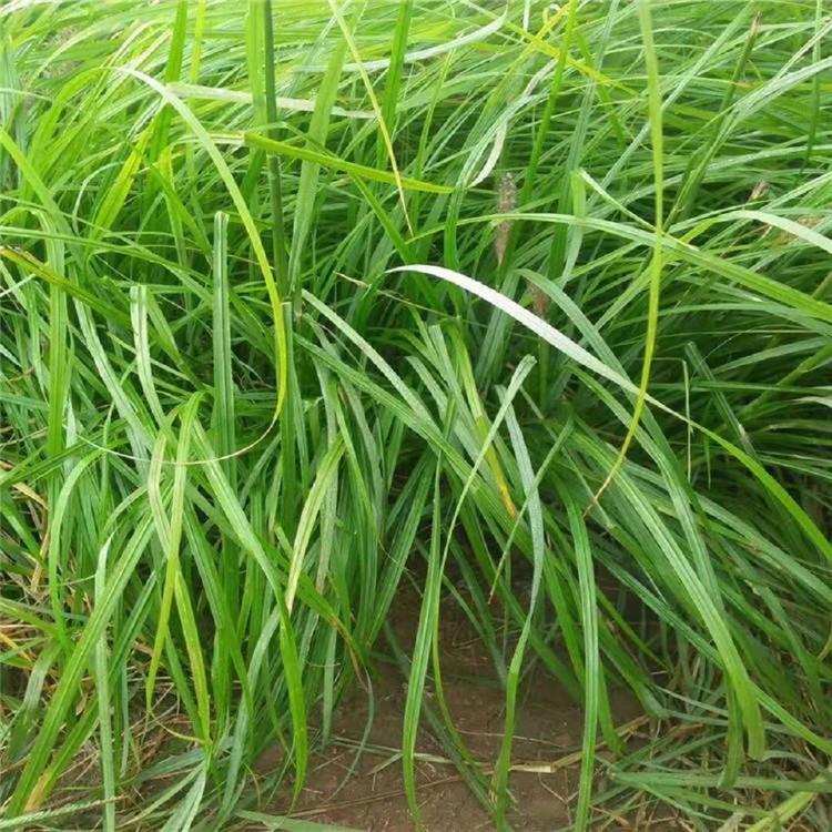 狼尾草供货商  大量供应狼尾草   山东狼尾草培育基地