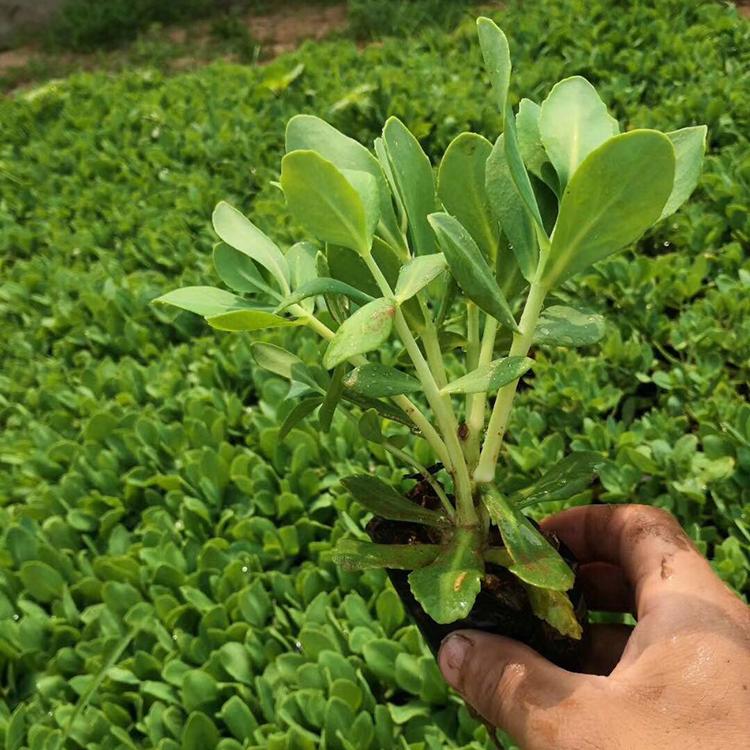 大叶景天 多年生肉质草本植物 八宝景天批发 苗圃批发
