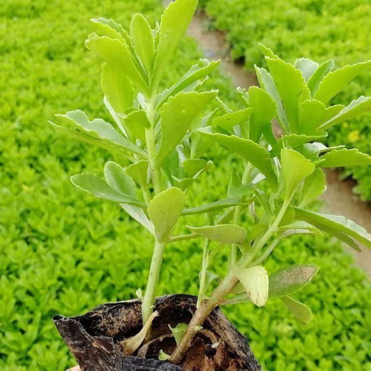 三七景天小苗   山东三七景天供货商   三七景天出售   峻赫花卉