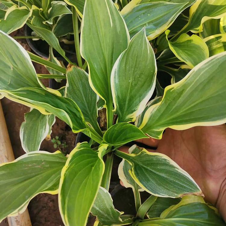 金边玉簪 多年生草花 基地直售 金边玉簪种植基地