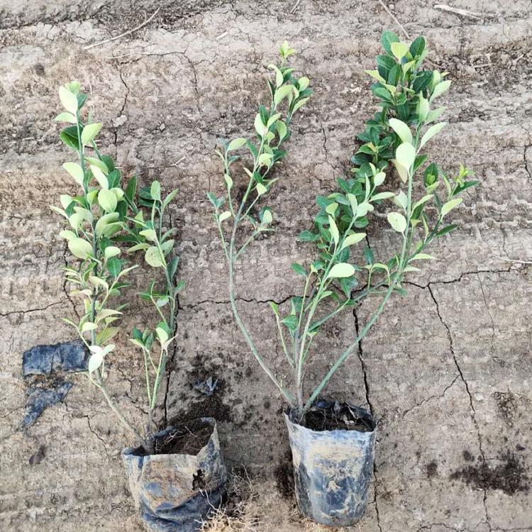 规格齐全小叶扶芳藤出售扶芳藤供货商