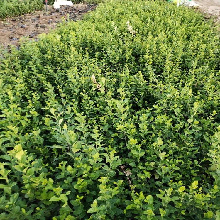 量大从优小叶扶芳藤价格扶芳藤供货商