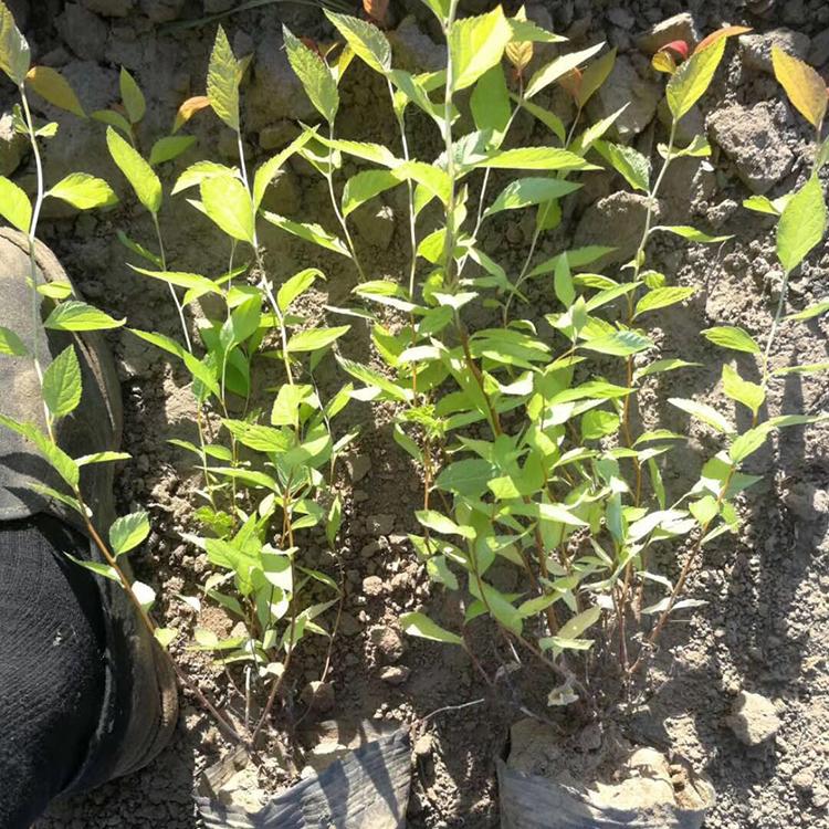 金焰绣线菊价格 批发基地 山东金焰绣线菊