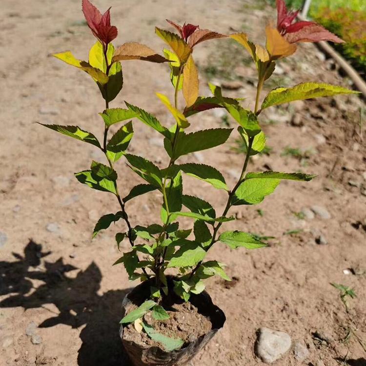 批发基地 金焰绣线菊培育 青州绣线菊