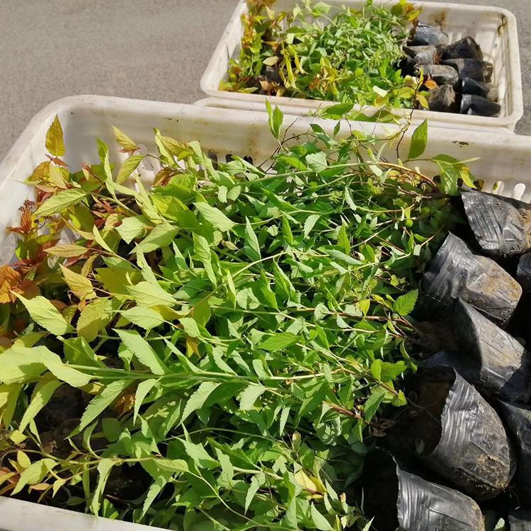 批发基地 金焰绣线菊批发 山东金焰绣线菊