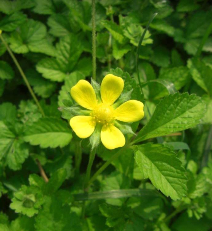 萎陵菜价格  委陵菜批发报价