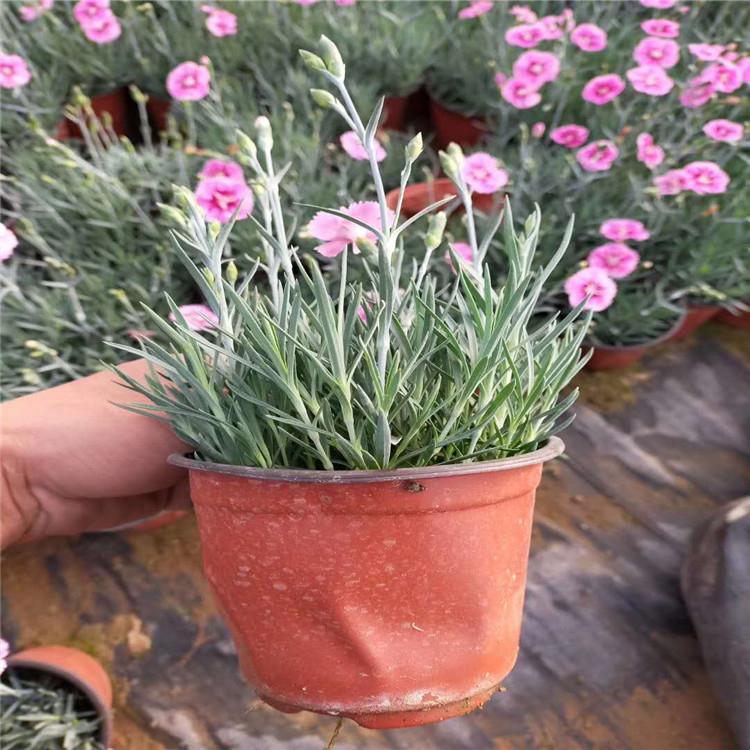 彩虹石竹基地直销    种植户直供租摆彩虹石竹  彩虹石竹