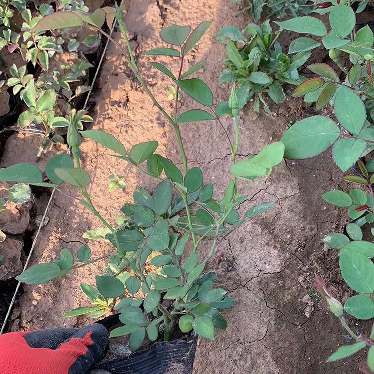 丰花月季小苗_园林花坛绿化_顺景源丰花月季_基地直销