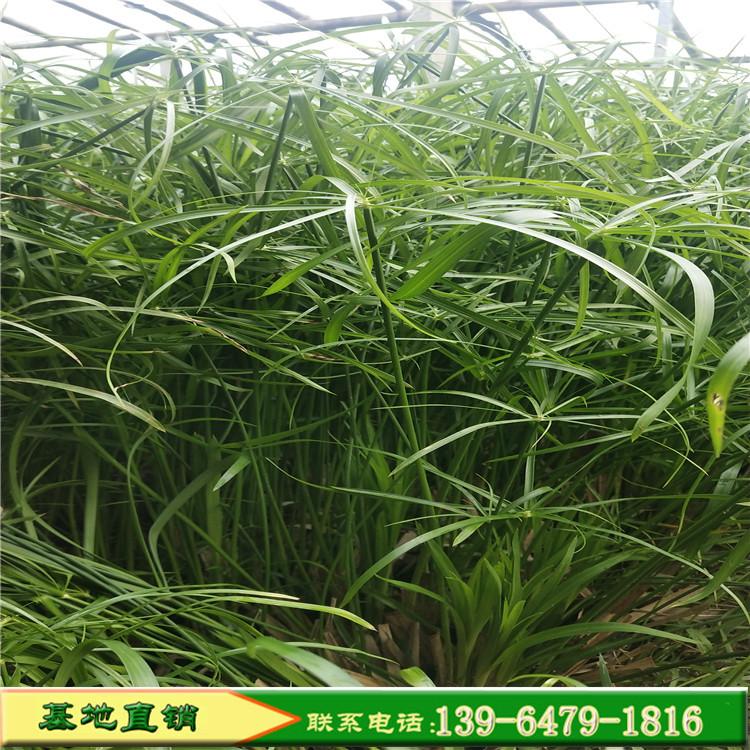 旱伞草种植基地 风车草水竹草小苗 质优价廉水生植物
