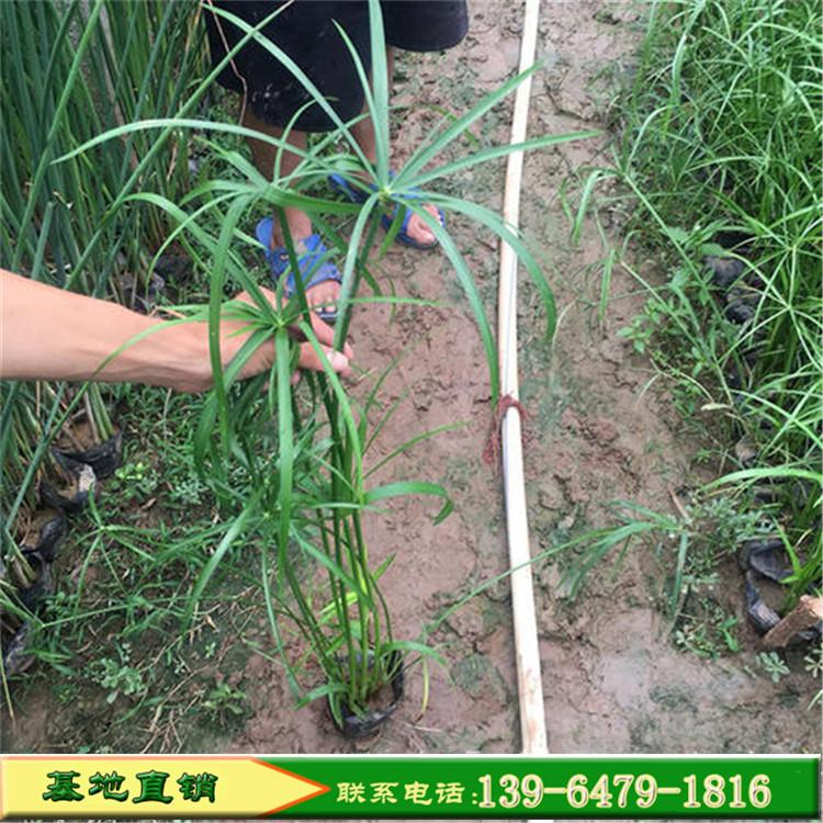 批发水生植物旱伞草 水培植物风车草 现货厂家直销