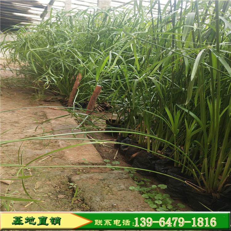 旱伞草 风车草种植基地 水生植物旱伞草批发价格