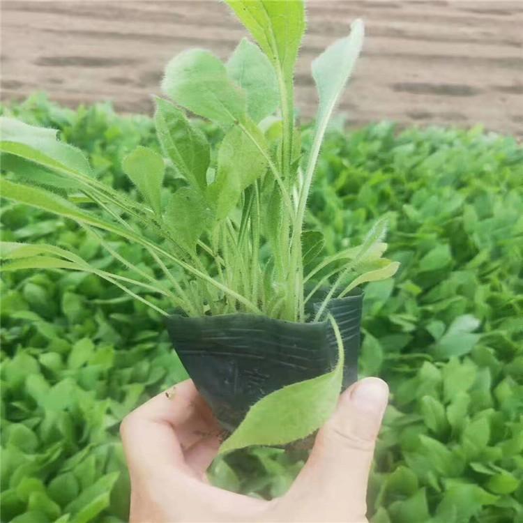 黑心菊批发 黑心菊幼苗 黑心菊诚信商家供应