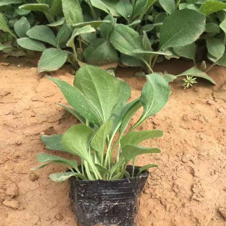 黑心菊种植基地 优良黑心菊 黑心菊量大优惠