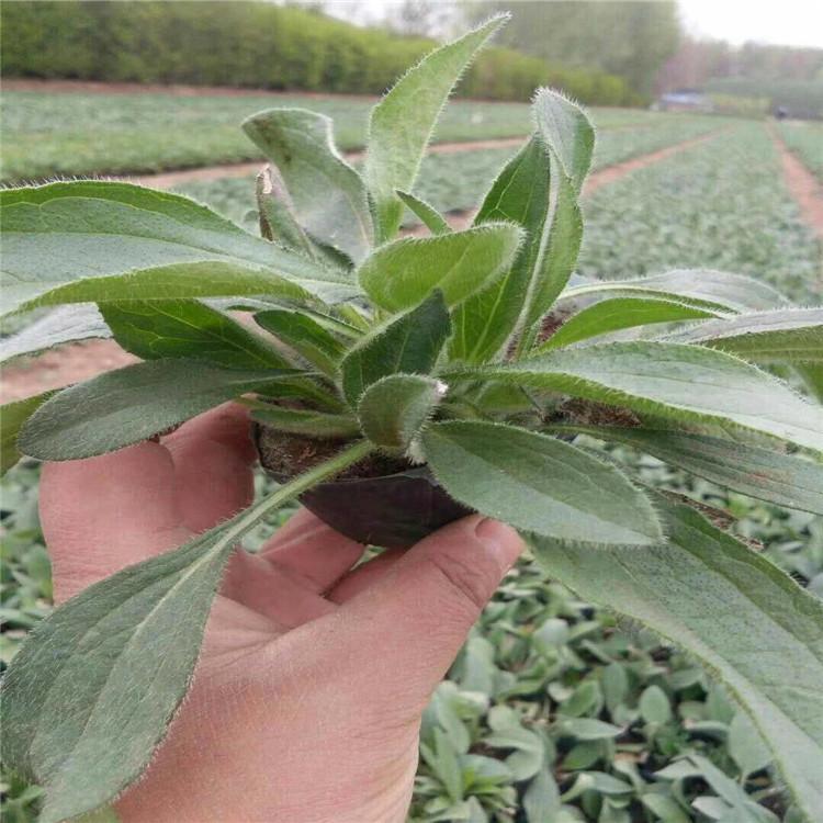 黑心菊批发商 黑心菊幼苗 黑心菊诚信商家供应