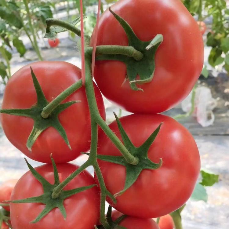 大量供应索菲批发种苗  大量供应索菲