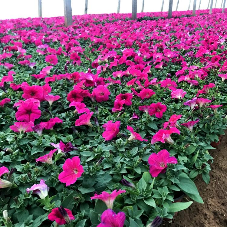 电话询价 牵牛花报价 垂吊牵牛出售 地邦