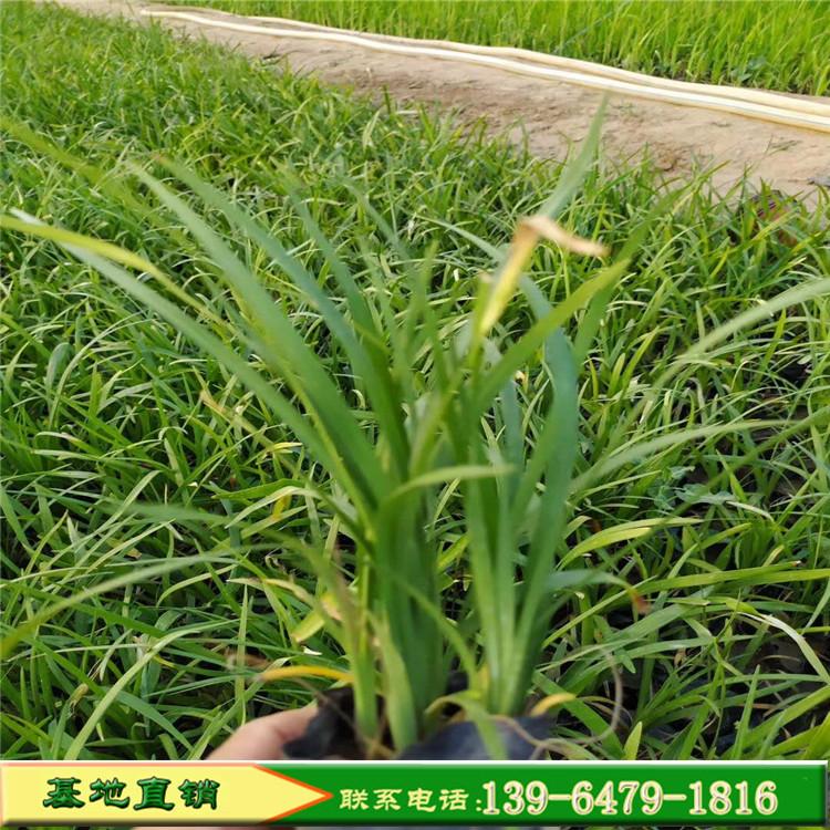 多芽兰花三七地被花草盆栽 花坛景观园林工程花卉基地批发 欢迎来地方考察
