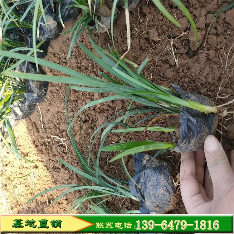 吉祥草基地直销 兰花三七盆栽苗 规格齐全品种多量大优惠