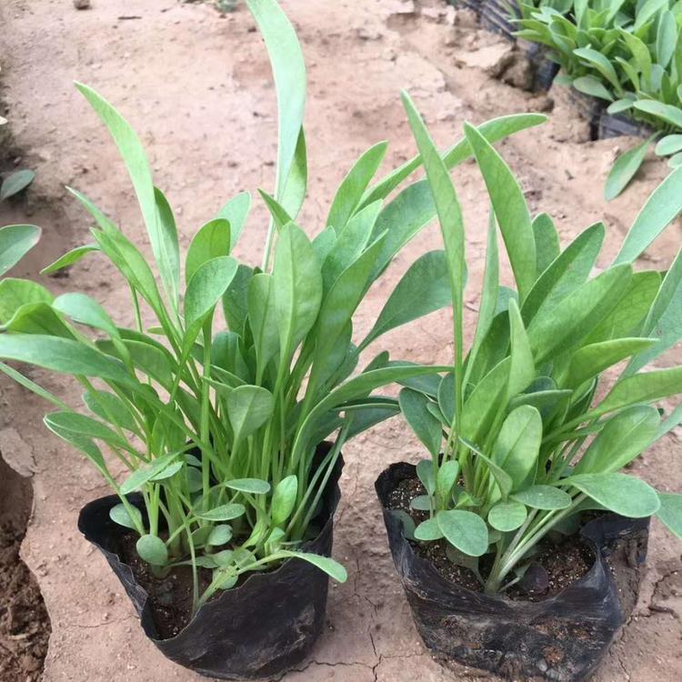 梓熙花卉  金鸡菊批发 金鸡菊价格 金鸡菊基地