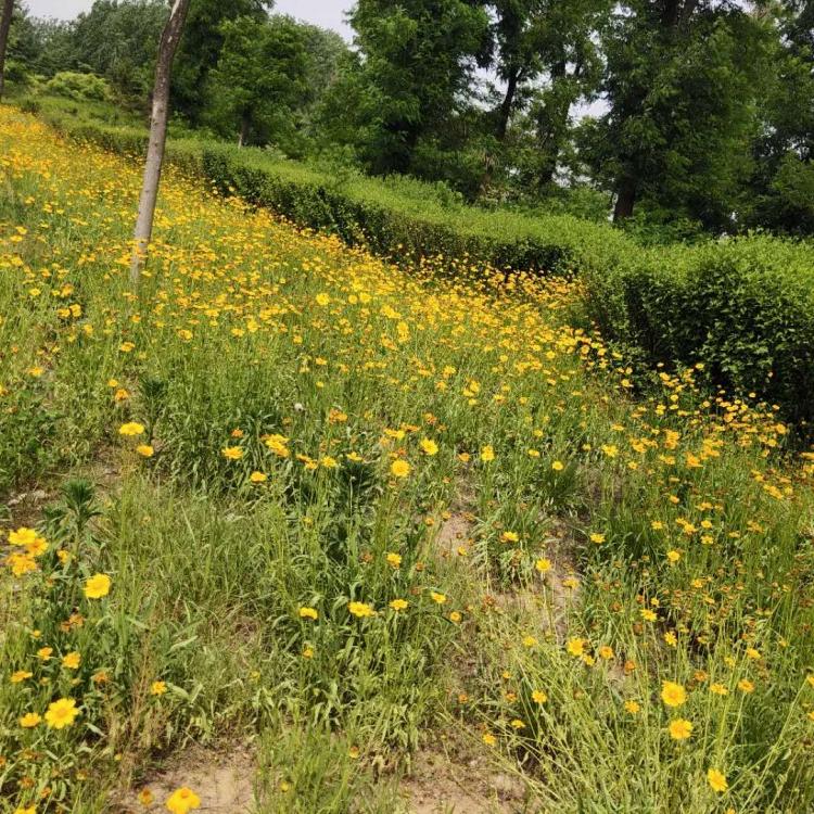 园林布景金鸡菊 批发金鸡菊