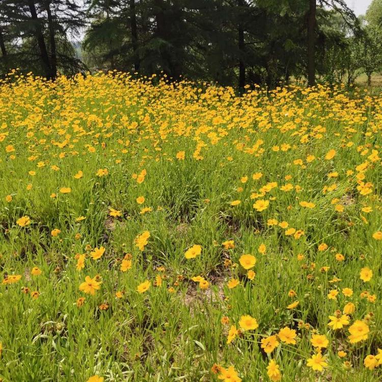 多芽金鸡菊  金鸡菊报价   长势好  基地直发